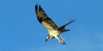Birds of Port Aransas & South Padre Island (2002)